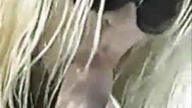 Hậu môn sinh viên nă ...